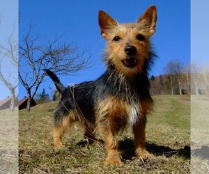 Image of Yorkie Russell breed