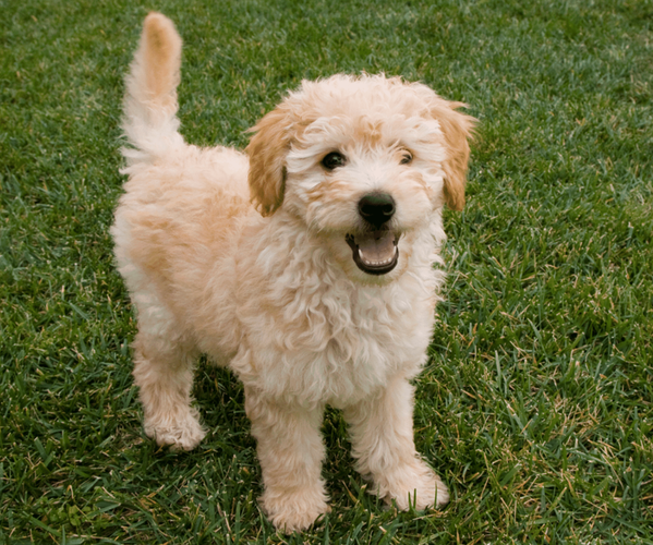 Goldendoodle mix (+ Poodle Toy)