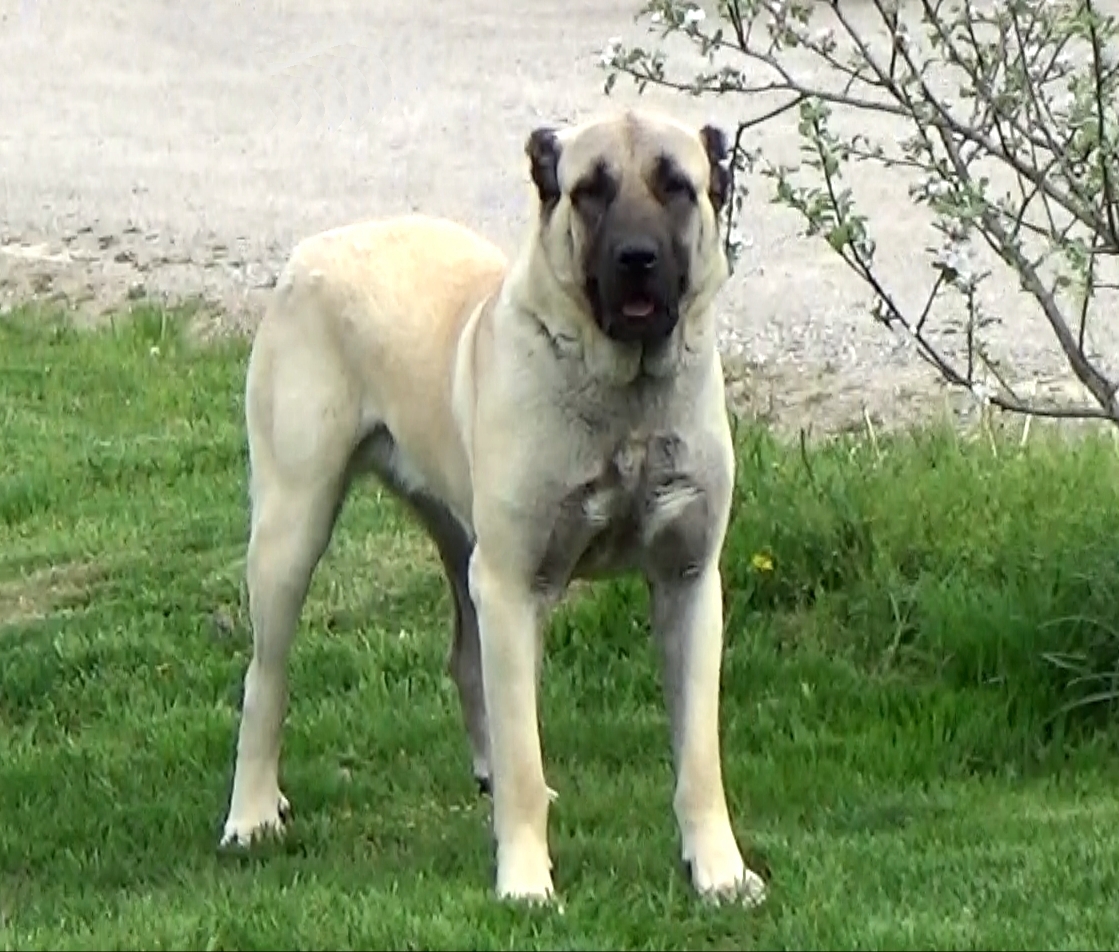 ANATOLIAN MASTIFF