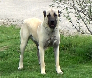 Image of breed ANATOLIAN MASTIFF