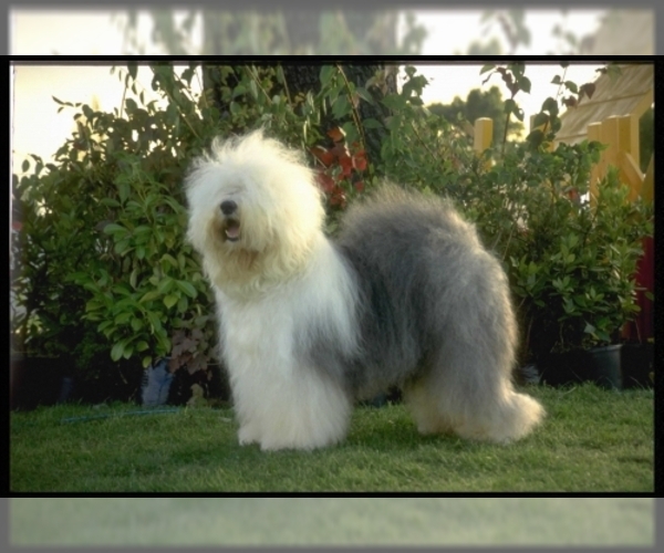 Old English Sheepdog Dog Breed Image