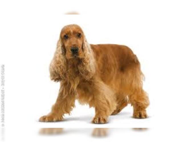 Medium Photo #8 Cocker Spaniel Dog Breed