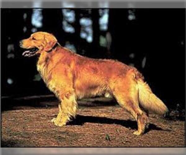 Medium Photo #5 Golden Retriever Dog Breed
