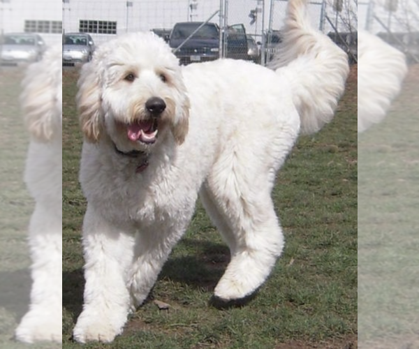 Medium Photo #1 Mastidoodle Dog Breed