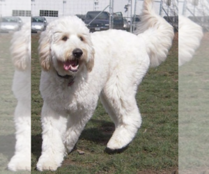 Image of Mastidoodle breed