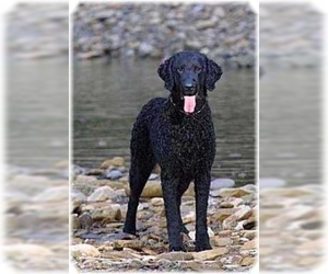 Image of breed Curly Coated Retriever