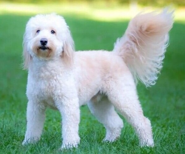 Goldendoodle mix (+ Poodle Standard)