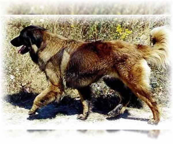 Image of Portuguese Sheepdog Breed