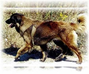 Samll image of Portuguese Sheepdog