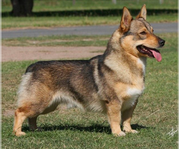 Medium Photo #1 Corgi German Shepherd Dog Breed