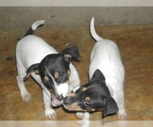 Perro Ratonero Andaluz puppies for sale and Perro Ratonero Andaluz dogs for adoption