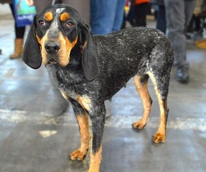Bluetick Whippet puppies for sale and Bluetick Whippet dogs for adoption