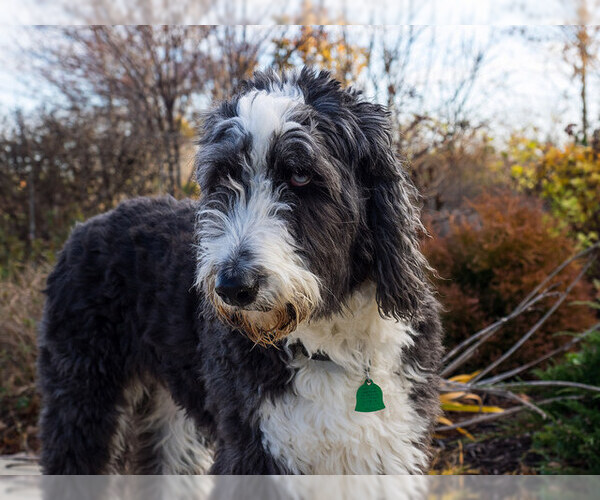 Medium Photo #1 Aussiedoodle Dog Breed