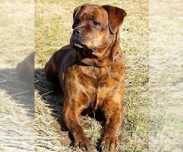 Boxweiler Dog Breed Image