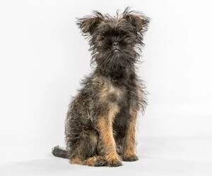 Affenpug puppies for sale and Affenpug dogs for adoption