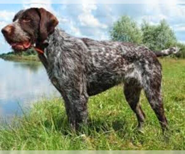 Medium Photo #4 German Wirehaired Pointer Dog Breed