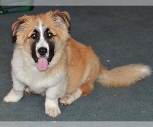 Image of Saint Corgi breed