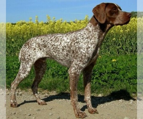 Medium Photo #1 French Pyrenean Pointer Dog Breed