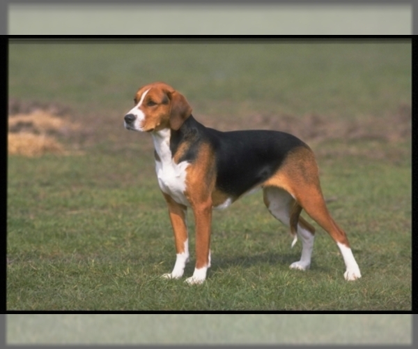 Medium Photo #1 American Foxhound Dog Breed