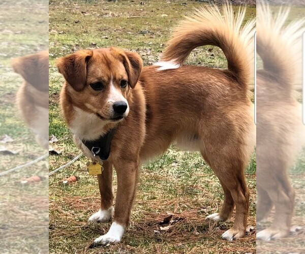 Medium Photo #1 Pomeagle Dog Breed