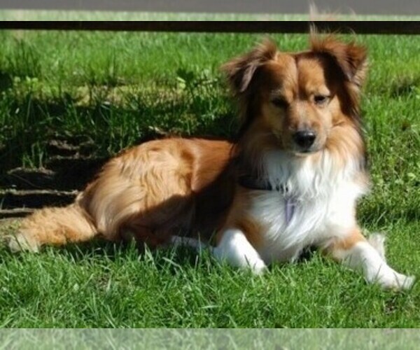 Medium Photo #1 Pembroke Sheltie Dog Breed