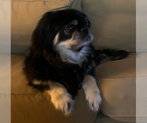 Image of English Toy Chin Spaniel breed