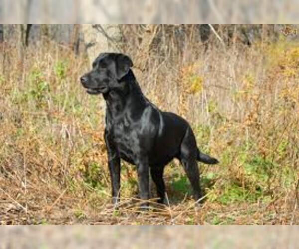 Medium Photo #7 Labrador Retriever Dog Breed