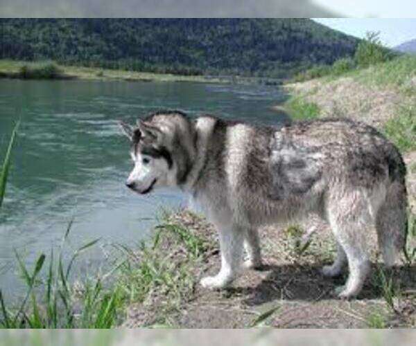 Medium Photo #2 Siberian Husky Dog Breed