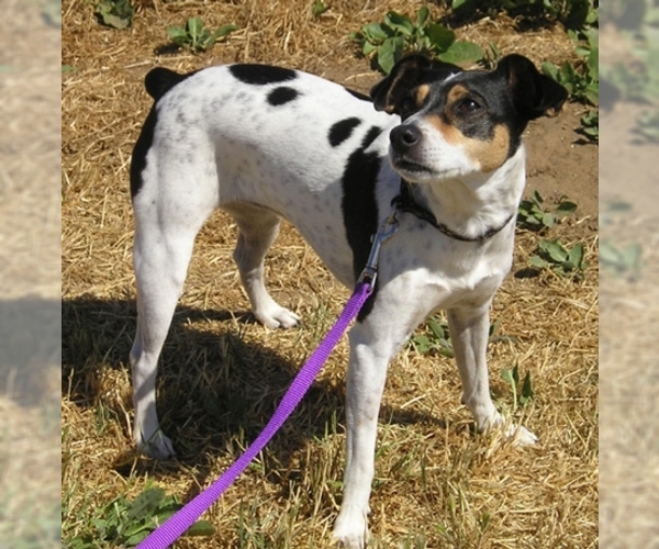 Rat Terrier Dog Breed Image