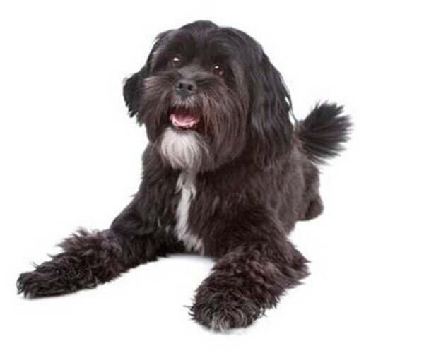 Image (Ratshi Terrier)