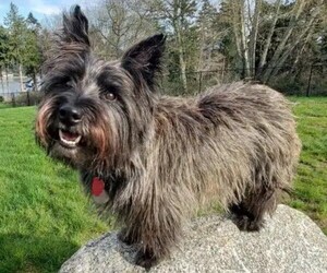 Scottish-Skye Terrier puppies for sale and Scottish-Skye Terrier dogs for adoption