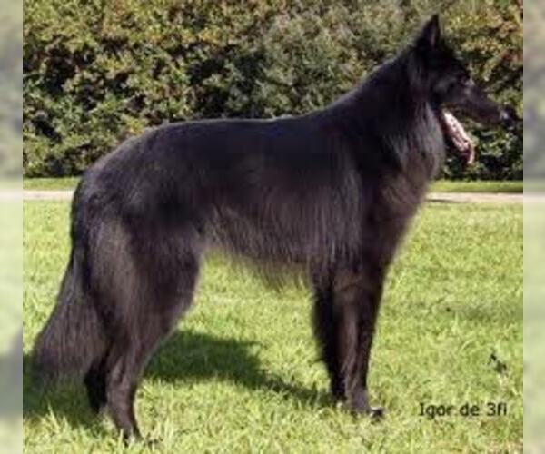 Medium Photo #4 Belgian Sheepdog Dog Breed
