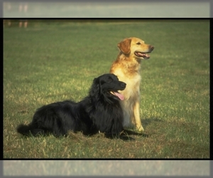 Flat Coated Retriever puppies for sale and Flat Coated Retriever dogs for adoption
