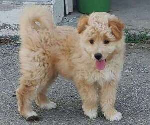 Image of Eskipug breed