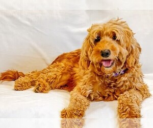 Image of Golden Cavadoodle breed