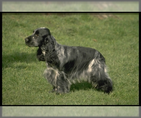 english cocker spaniel washington state