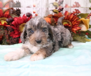 Image of Doxiepoo (Miniature) breed