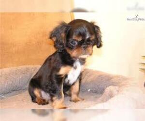 Small #2 Breed English Toy Spaniel image