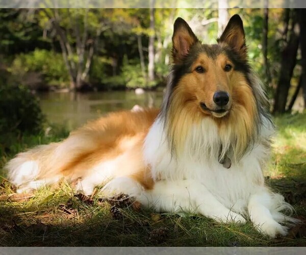 Scotch Collie