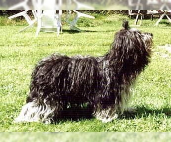 Medium Photo #1 Dutch Sheepdog Dog Breed