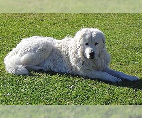 maremma dog price