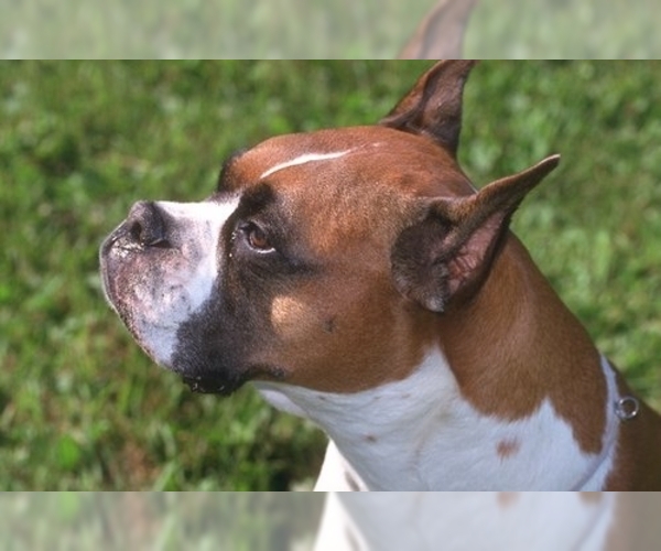 Medium Photo #1 Boxer Dog Breed