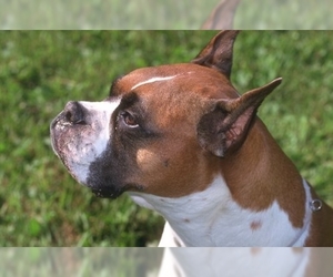 Image of breed Boxer