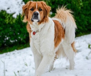 Image of Saint Bernese breed