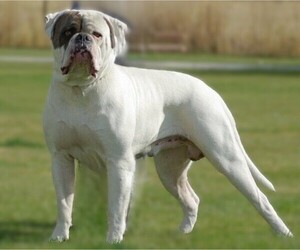 Image of Mountain Bulldog breed