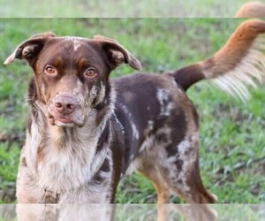 Image of Aussiedor breed