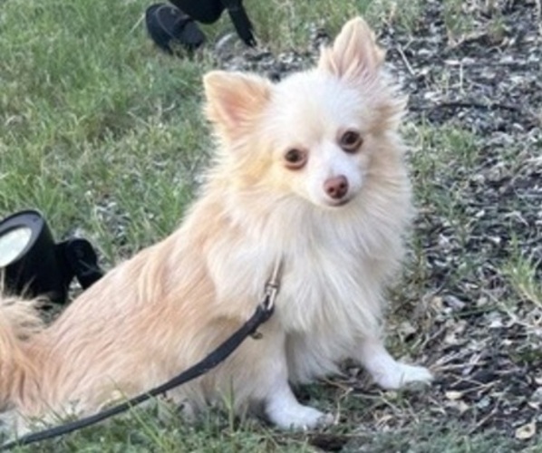 Medium Photo #1 Pom-Silk Dog Breed