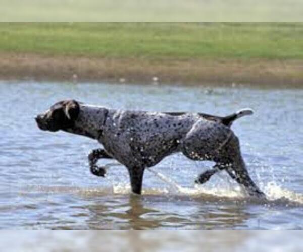 Medium Photo #3 German Wirehaired Pointer Dog Breed