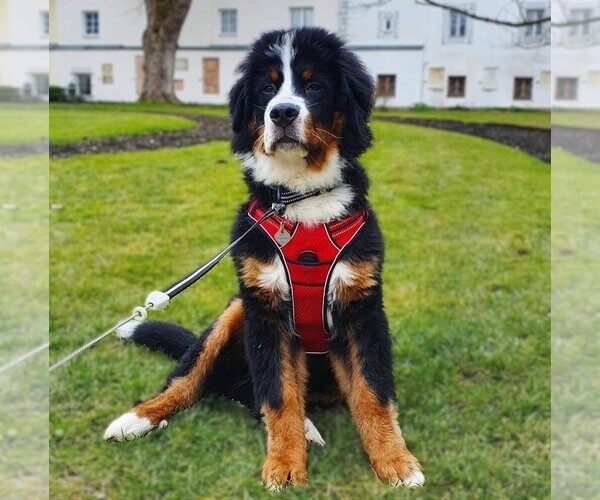 Medium Photo #1 Bernese Aussie (Miniature) Dog Breed