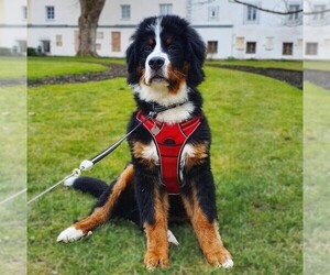 Image of Bernese Aussie (Miniature) breed